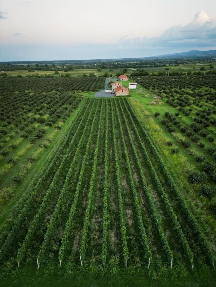 Mestvireni Telavi Exterior photo