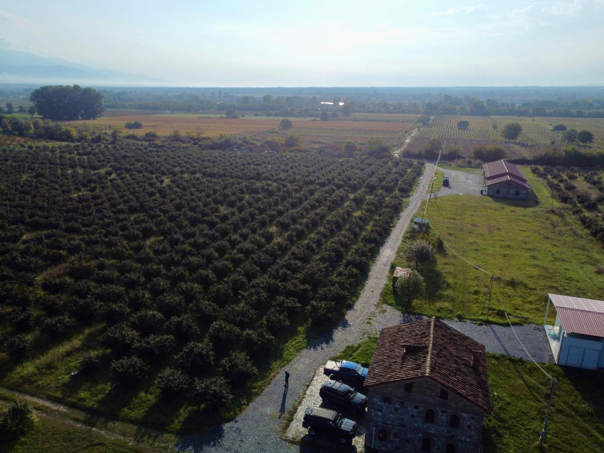 Mestvireni Telavi Exterior photo